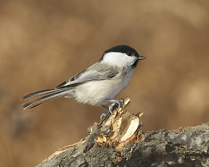 Image showing Willow Tit, Parus montanus