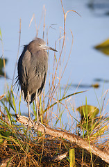 Image showing Little Blue Heron, Egretta caerulea