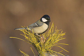 Image showing Eastern Great Tit