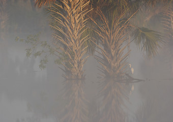 Image showing Foggy morning