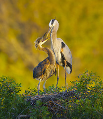 Image showing Great Blue Heron, Ardea herodias