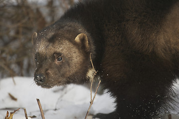 Image showing Wolverine