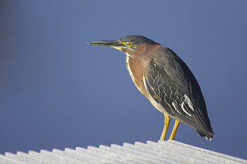 Image showing Green Heron, Butorides virescens