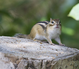 Image showing Siberian Chipmunk