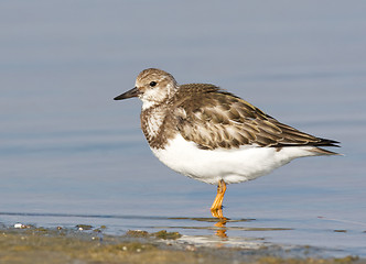 Image showing Ruddy Turnstone, Arenaria interpres