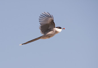 Image showing Azure-wing Magpie