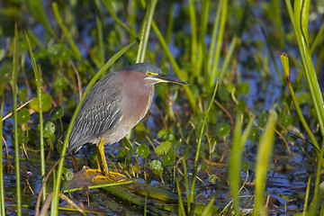 Image showing Green Heron, Butorides virescens