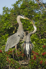 Image showing Great Blue Heron, Ardea herodias