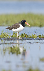 Image showing American Oystercatcher, Haematopus palliatus