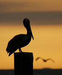 Image showing Brown Pelican, Pelecanus occidentalis