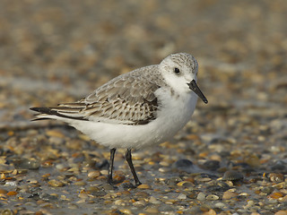 Image showing Sanderling, Calidris alba