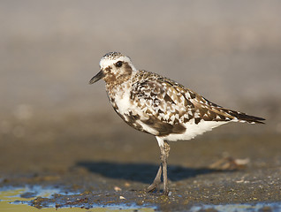 Image showing Black-bellied Plover, Pluvialis squatorola