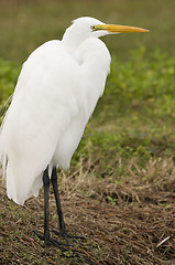 Image showing Great Egret, Ardea alba