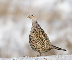 Image showing Common Ring-neck Pheasant, Phasianus colchicus