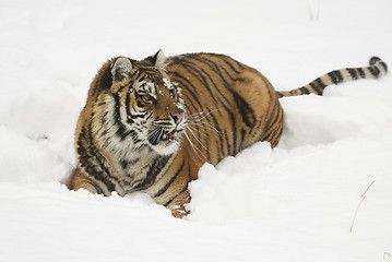 Image showing Amur Tiger