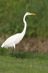 Image showing Great Egret, Ardea alba