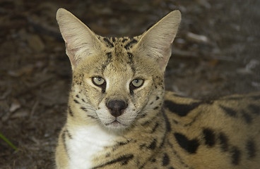 Image showing African Serval