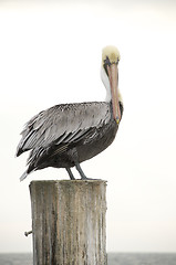 Image showing Brown Pelican, Pelecanus occidentalis