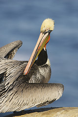 Image showing California Brown Pelican, Pelecanus occidentalis