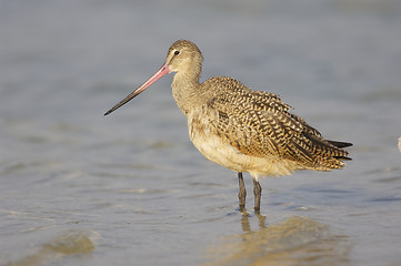 Image showing Marbled Godwit, Limosa fedoa