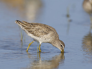 Image showing Short-billed Dowitcher, Limnodromus griscus