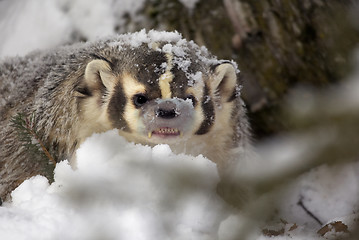 Image showing American Badger