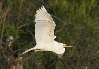 Image showing Great Egret, Ardea alba