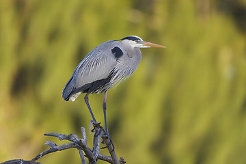 Image showing Great Blue Heron, Ardea herodias