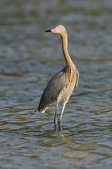 Image showing Reddish Egret, Egretta rufescens