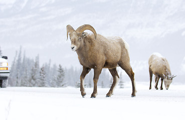 Image showing Bighorn Sheep