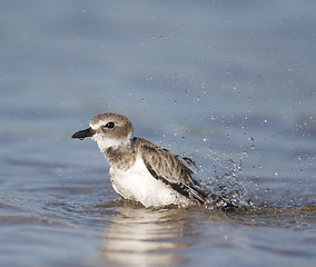 Image showing Wilson's Plover, Charadrius wilsonia