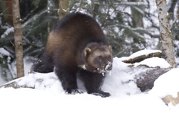 Image showing Wolverine