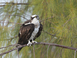 Image showing Osprey