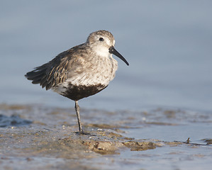 Image showing Dunlin, Calidris alpina