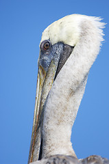 Image showing Brown Pelican, Pelecanus occidentalis