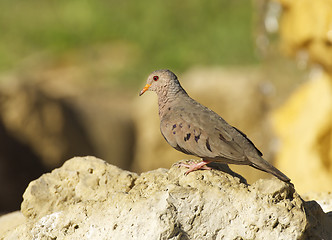 Image showing Common Ground Dove, Columbina passerina