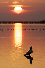 Image showing Great Egret, Ardea alba