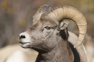 Image showing Big Horn Sheep 