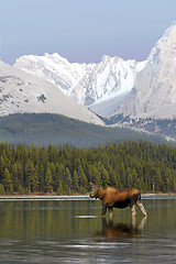 Image showing Female Moose