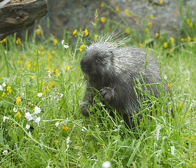 Image showing Porcupine eating in tall grass