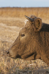 Image showing Domestic Cow portrait 