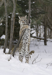 Image showing Bobcat in deep white snow