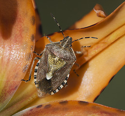 Image showing American Stink Bug