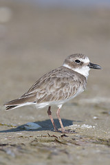 Image showing Wilson's Plover, Charadrius wilsonia