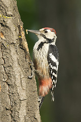 Image showing White-backed Woodpecker, Dendrocopos leucotos