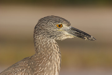 Image showing Adult Yellow-crowned Night Heron, Nyctanassa violacea