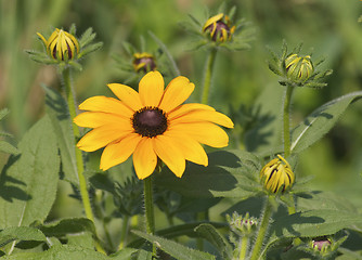 Image showing Yellow Flowers with flower buds