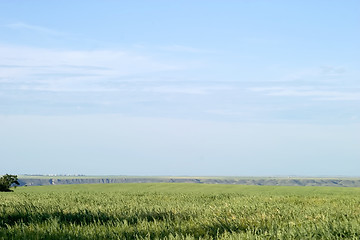 Image showing Oats Landscape