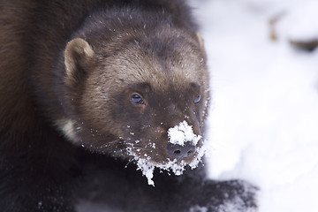 Image showing Wolverine