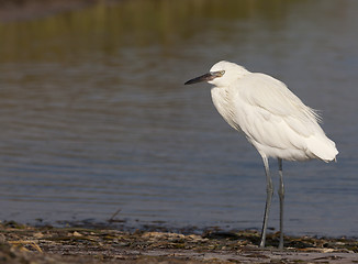 Image showing Reddish Egret, Egretta rufescens